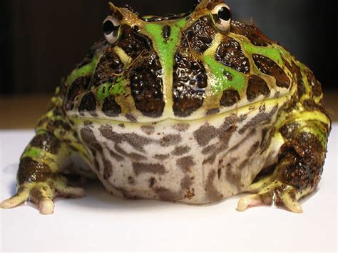  Horned Frog - En Främling Med Frusen Stortyr & Stilla Vatten!