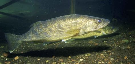  Walleye: En mystisk fisk som både är en snabb simmare och en skicklig jägare under natten! 