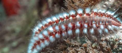  Bristle Worm! A Marine Marvel Known for its Striking Appearance and Remarkable Regenerative Abilities