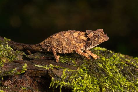  Brookesia! En Ödla Som Ser Ut Att Ha Kommit Direkt Från En Fantasifull Djungelbok