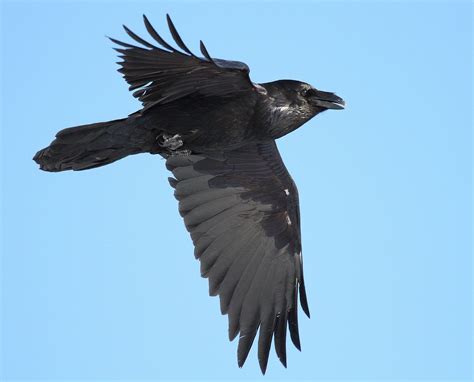  Corvus! En fågel som både är en riktig klugging och en mästare på att anpassa sig till olika miljöer