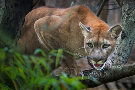  Cougar! En Solitär Jägare Med Ögon Som lyser i Mörkret och en Kropp som Glider Tyst Genom Skogen