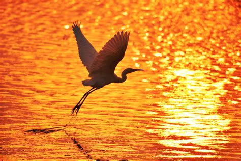  Egret - Fjädrarnas eleganta dansare som tar sig an livets utmaningar med en taktik av stillsamhet och precision