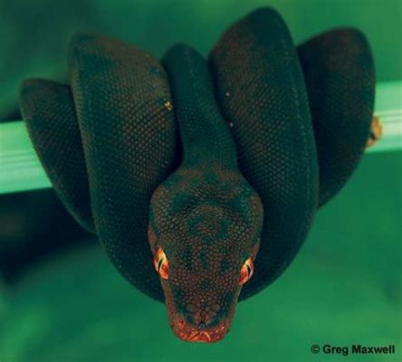 Emerald Tree Boa: Den Skräckinjagande Släktingen till Pytoner som Lyser i Mörkret!