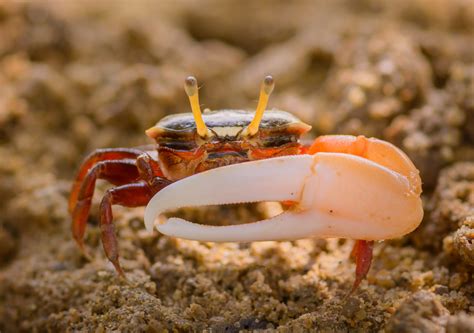  Fiddler Crab! En Liten Krabba Med En Stort Personlighet Och En Älskvärdig Dans