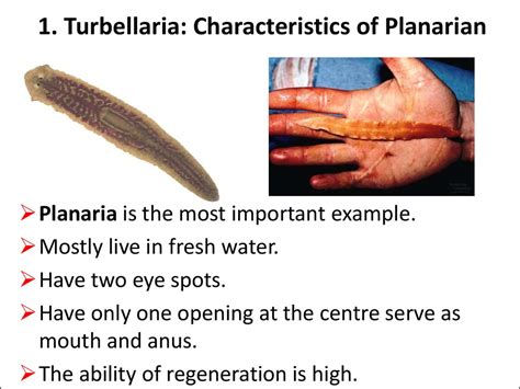  Flatixa! Ett underbart exempel på Turbellaria som är både ett mästare på regeneration och en skicklig nattjägare