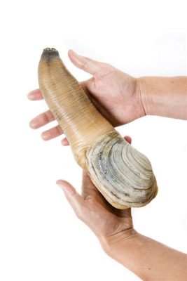  Geoduck - En fantastiskt läcker bivalv som bor djupt under sanden och filtrerar näring ur vattenmassorna!