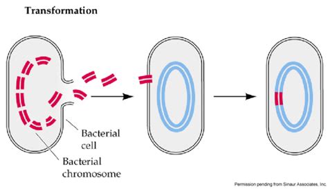  Grepinger: En mikroskopisk mästare i celltransformation som flyter runt och äter bakterier!