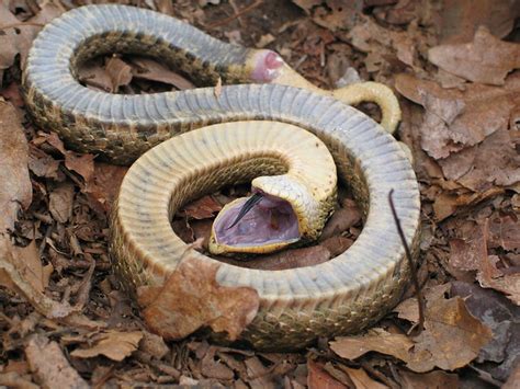  Hognose - En skarpnosad vän som älskar att spela död för att undvika fara!