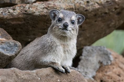  Hyrax – En Stubben Liten Växtätare Med En Oväntat Stort Röst!