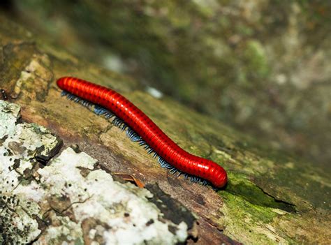 Laos Millipede! Discover This Amazing Arthropod with a Body Like a Living Train