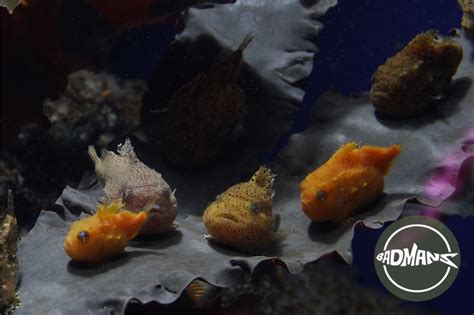  Lumpfish! A Surprisingly Adorable Master of Disguise Living Beneath the Waves