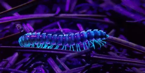  Millipede – Den Lärda Kätterska med tusen ben som aldrig går vilse i labyrinten av löv och stenar!