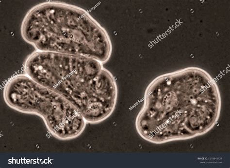 Monocercomonoides – En encellad protist som lever ett parasitiskt liv!