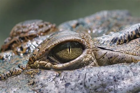  Needle Sponges: Masters of Aquatic Camouflage With Incredible Regenerative Abilities!