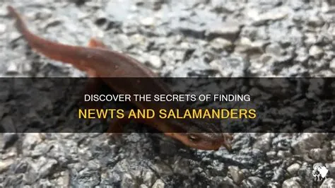  Newt: Unveiling the Secrets of This Slithering Salamander With Enchanting Transformations!