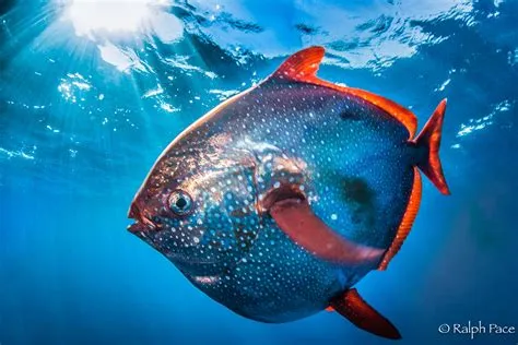  Opah! En fisk som simmar både uppåt och neråt med hjälp av sin unika kroppstemperatur!