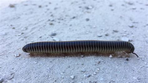  Orange Millipede: En Långsamkrypande Ödmjukhet Med Flödande Ben Och Mystisk Markliv!