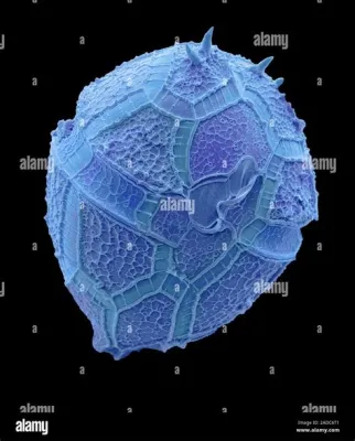  Peridinium! Den mystiska encelliga algen som dansar i vattnet med hjälp av sin flagella