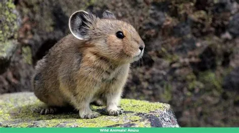  Pika - En liten bergsskådare med en otroligt snabb ämnesomsättning!