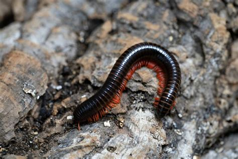  Question Mark Qudsian Millipede:  Can You Spot This Many-Legged Marvel Hiding Amongst the Leaf Litter?