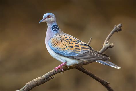  Turtledove! Den flygande hjärtbräckaren med en röst som förtrollar och ett kärleksliv fyllt av passionerade parader.