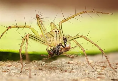  Twill Spiders – Small Architects Weaving Intricate Webs Underneath Your Garden Furniture