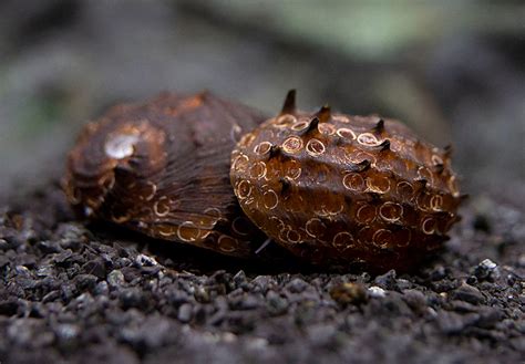  Waspshrinp! Ett litet lejon av djupet som är kung bland sina algklädda kollegor