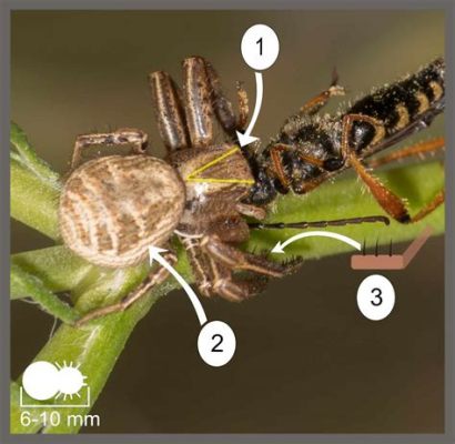  Xysticus: En flik av naturen som spinner ett liv i det mörka gräset!