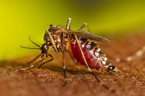 Yellow Fever Mosquito: En blodtörstig liten krabat som sprider sjukdomar med vingarna!