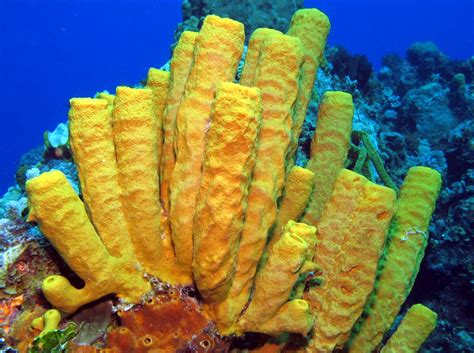  Yellow Tube Sponge - En Svimlande Blick In I Det Storslagna Regnbågslivet Som Följer Med