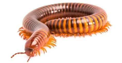  Yonder Millipede! A Delightful Enigma With Many Legs but Few Concerns